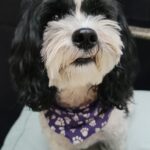 photo of cali